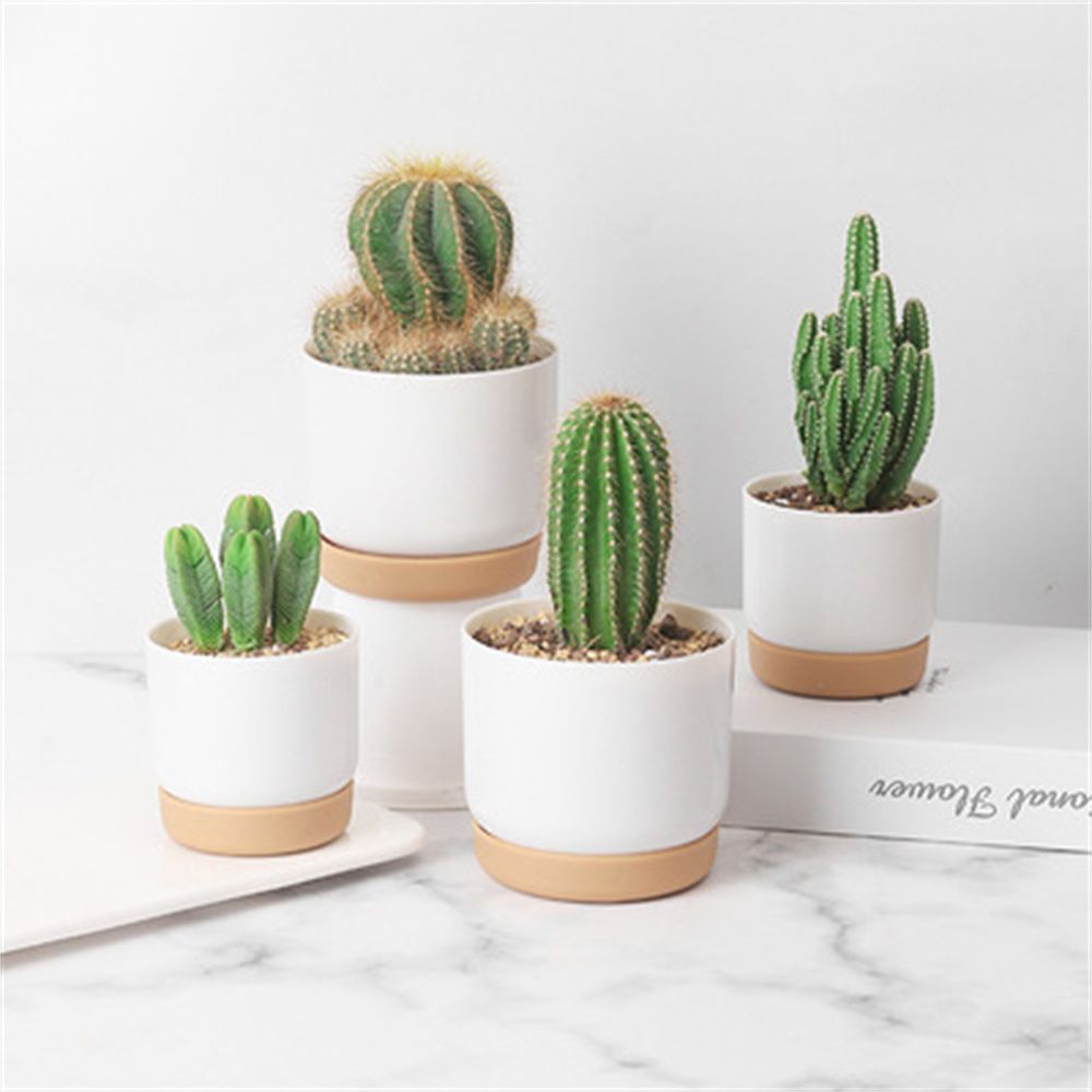 Echeveria Succulent - Vaso de Flores Autoirrigável para Plantas