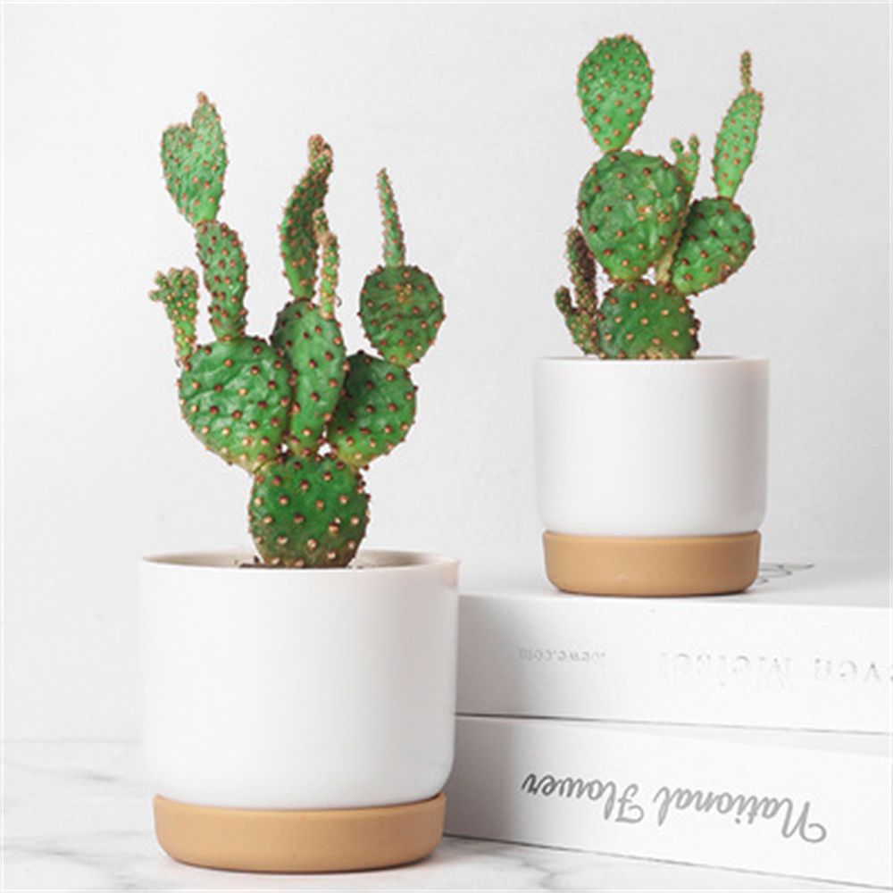 Vaso de Flores Autoirrigável p - Echeveria Succulent avaliação e preço